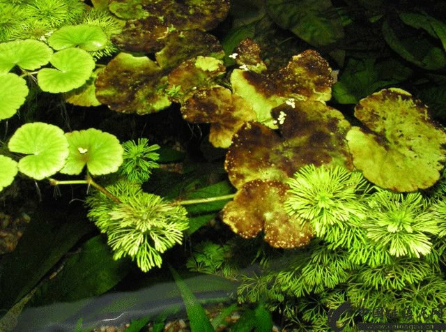 水生植物硅藻