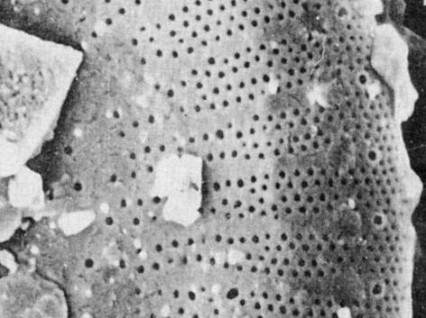 硅藻泥特殊的晶状结构